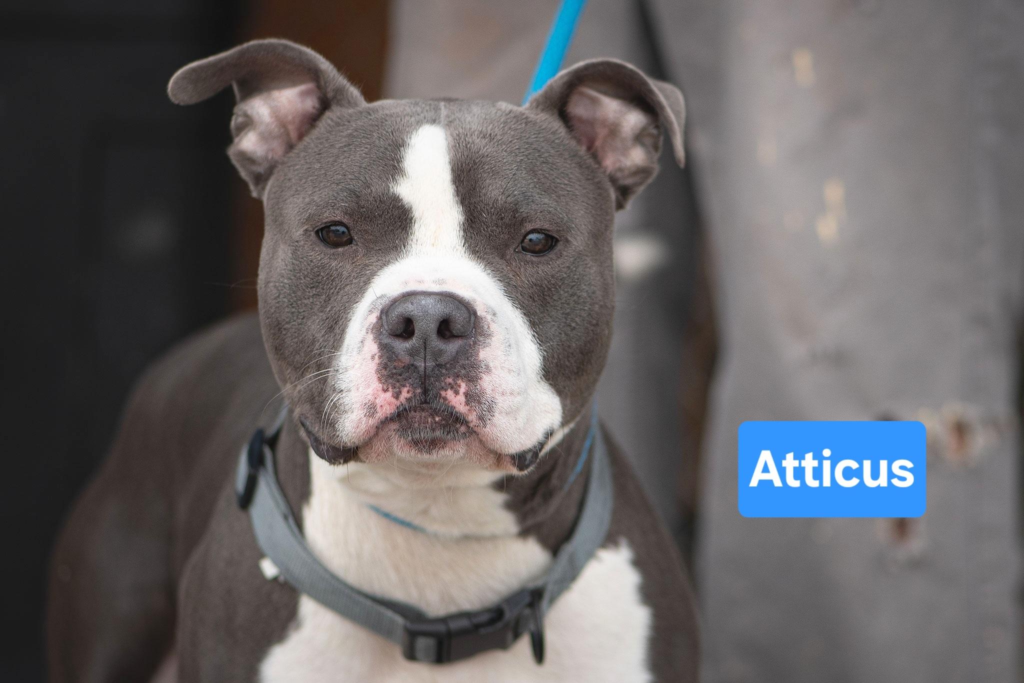 Enlarge Atticus, an adopted mixed breed in Clinton, MO image 2/2