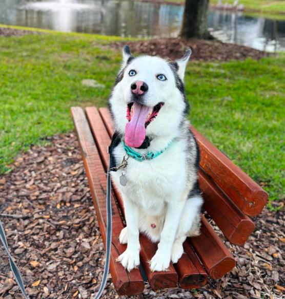 Jack , ADOPTABLE, Adult Male Siberian Husky.