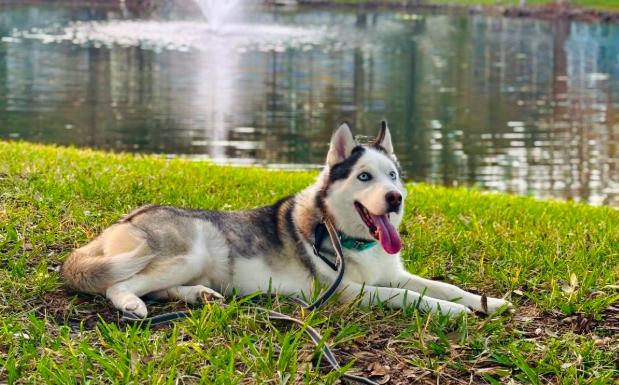 Enlarge Jack , a ADOPTABLE Siberian Husky in Jupiter, FL image 2/3
