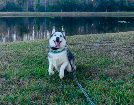 Enlarge Jack , a ADOPTABLE Siberian Husky in Jupiter, FL image 3/3