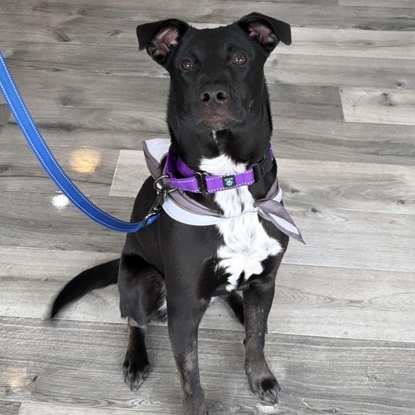 Martin, Adoptable, Puppy Male Mixed Breed.