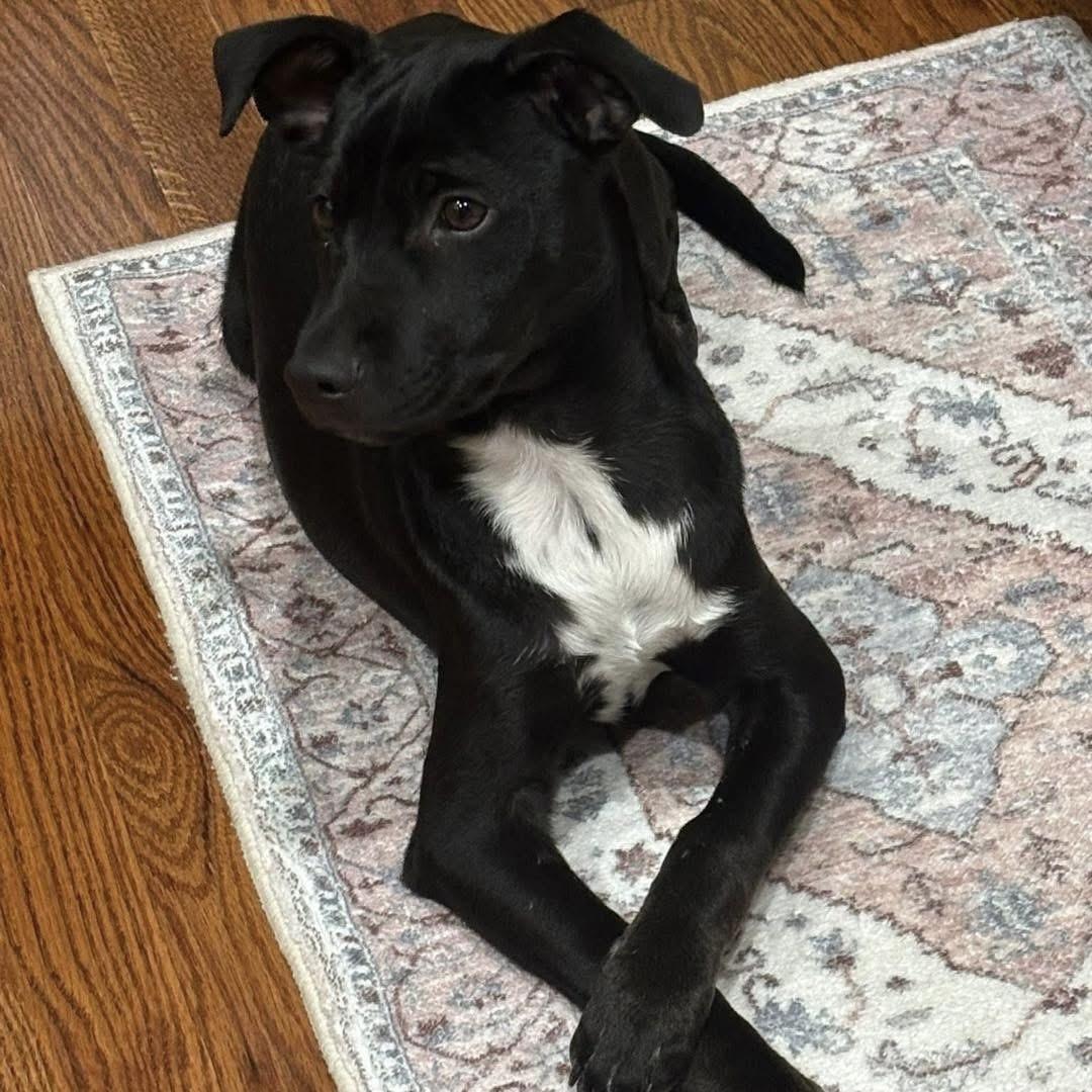 Martin, a Adoptable Mixed Breed in Yaphank, NY image 2/5