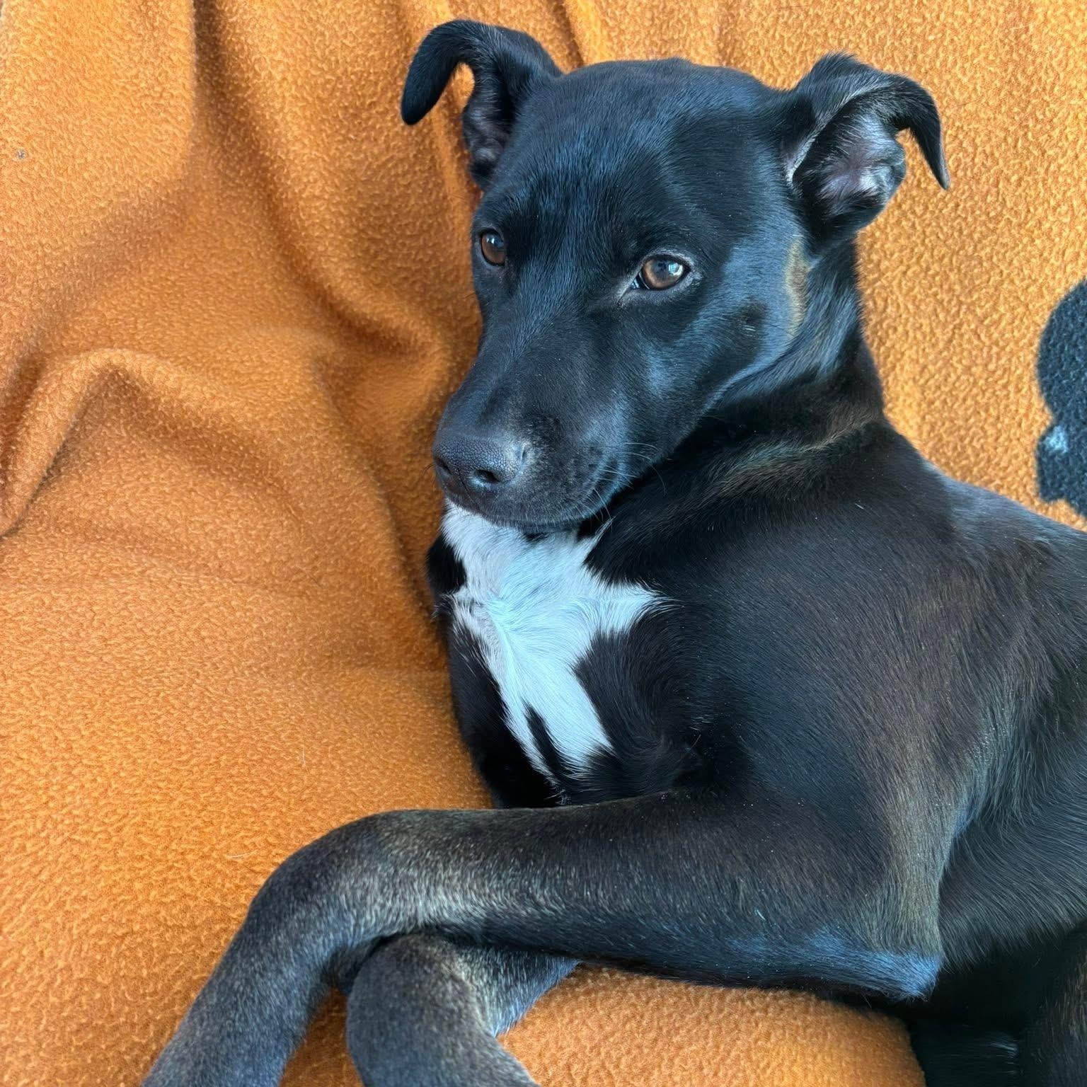 Enlarge Martin, a Adoptable Mixed Breed in Yaphank, NY image 6/6