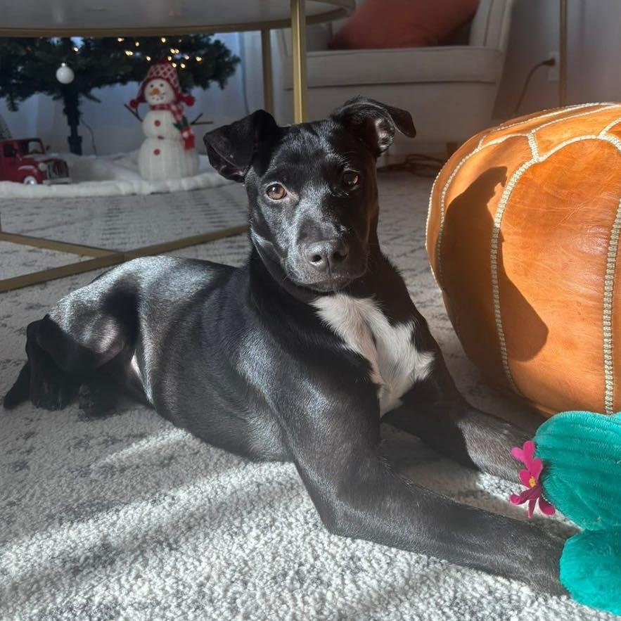 Martin, a Adoptable Mixed Breed in Yaphank, NY image 1/5