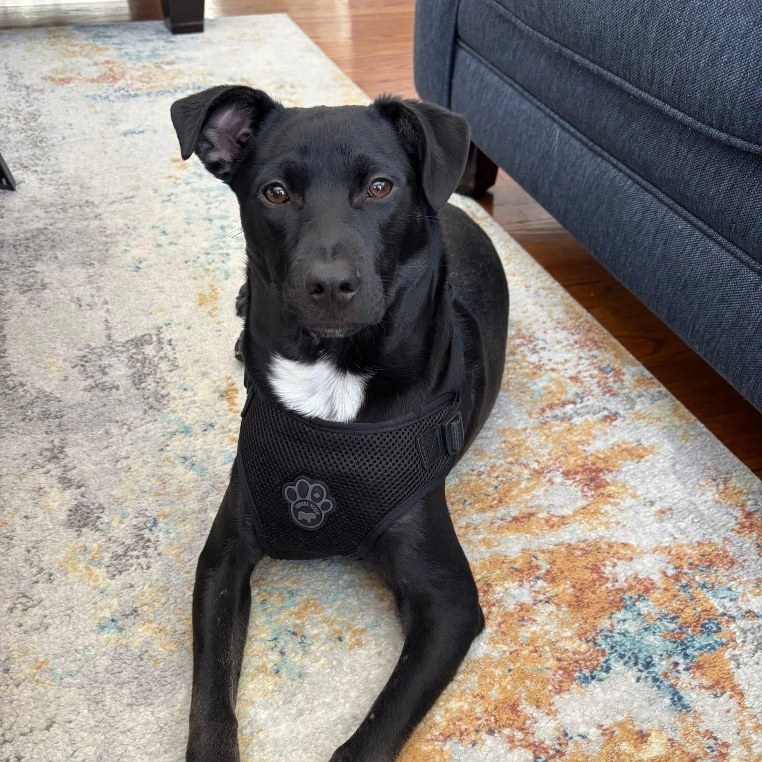 Enlarge Martin, a Adoptable Mixed Breed in Yaphank, NY image 1/6