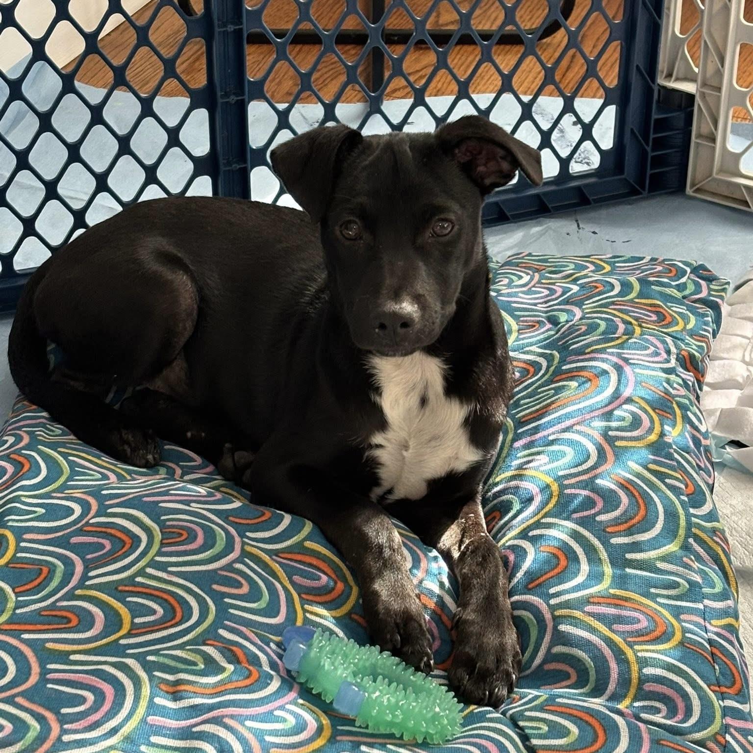 Martin, a Adoptable Mixed Breed in Yaphank, NY image 5/5