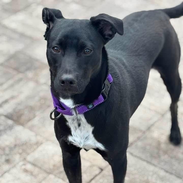 Enlarge Martin, a Adoptable Mixed Breed in Yaphank, NY image 5/6