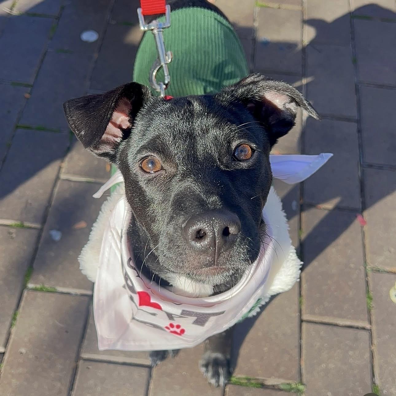 Martin, Adoptable, Puppy Male Mixed Breed.