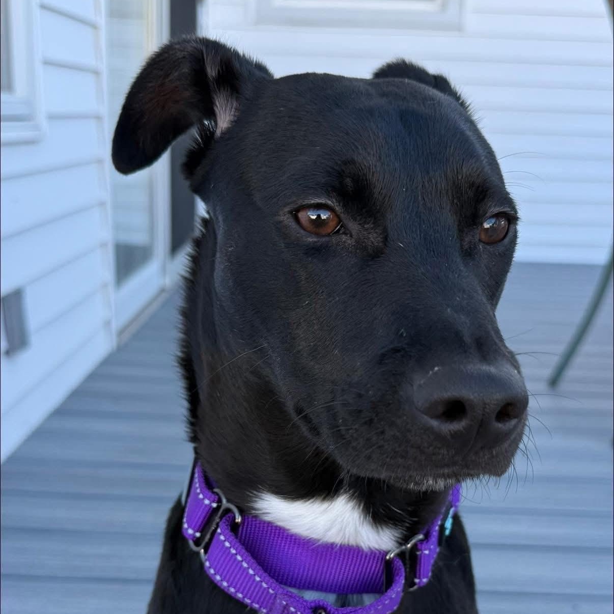 Enlarge Martin, a Adoptable Mixed Breed in Yaphank, NY image 6/6