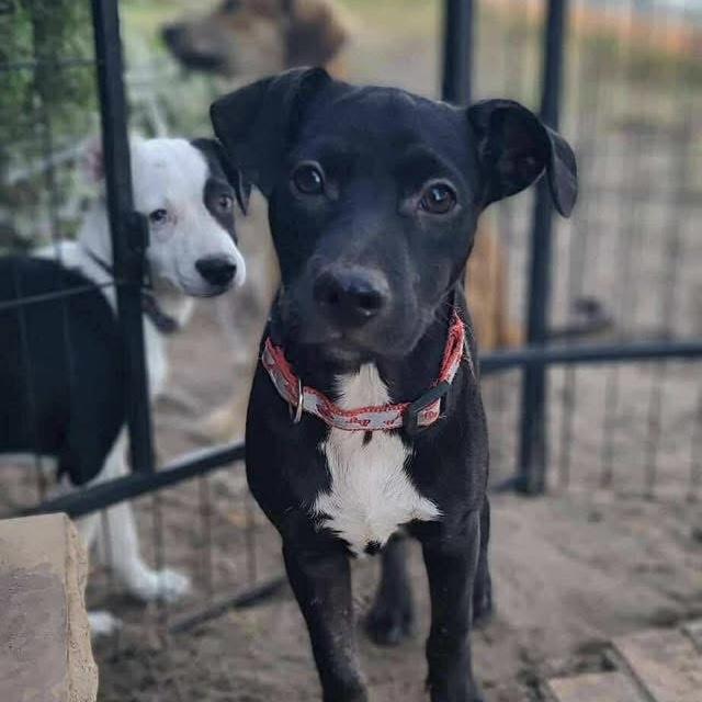 Martin, a Adoptable Mixed Breed in Yaphank, NY image 4/5