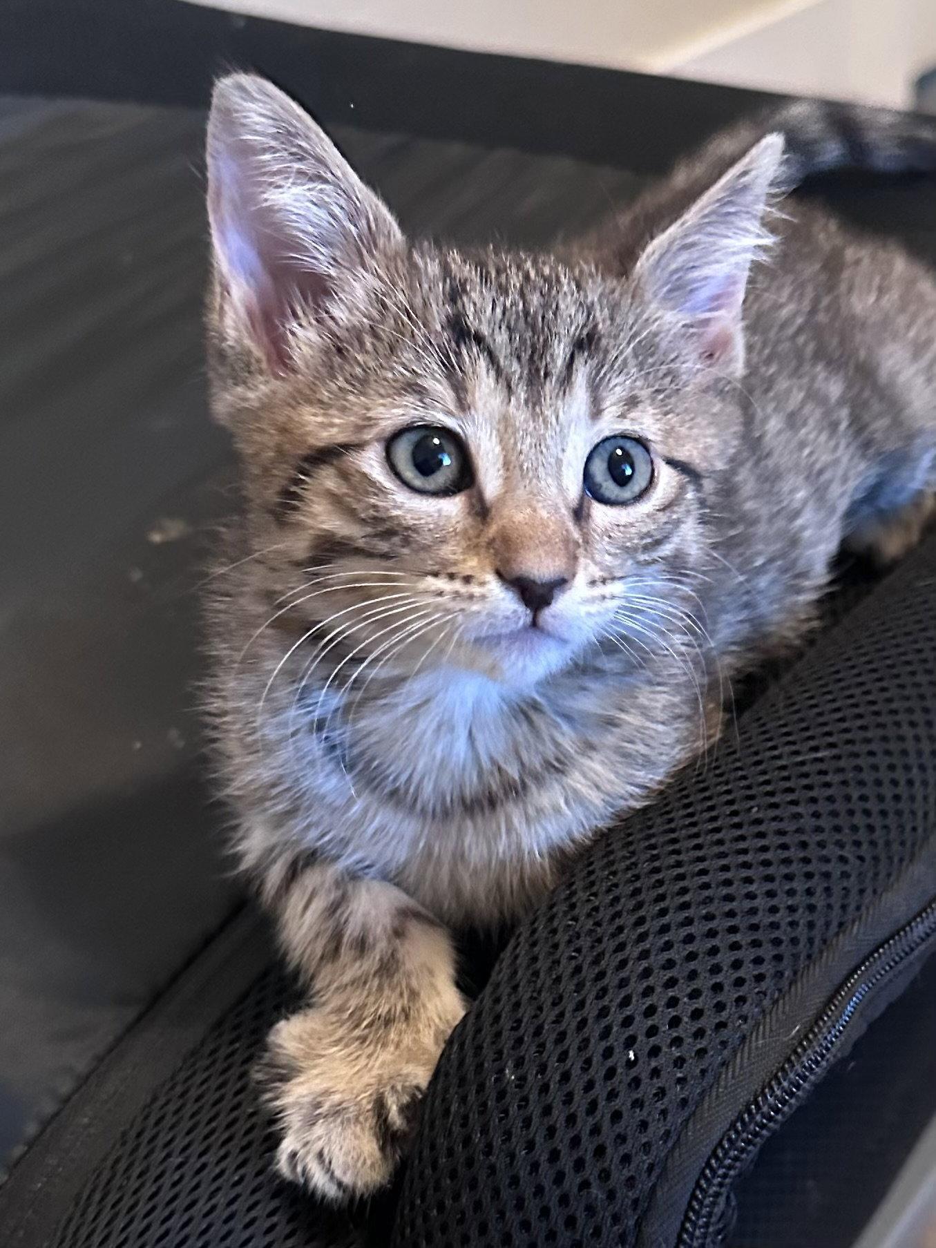 Angelique ( Monica), a Adopted Tabby in Vacaville, CA image 3/3
