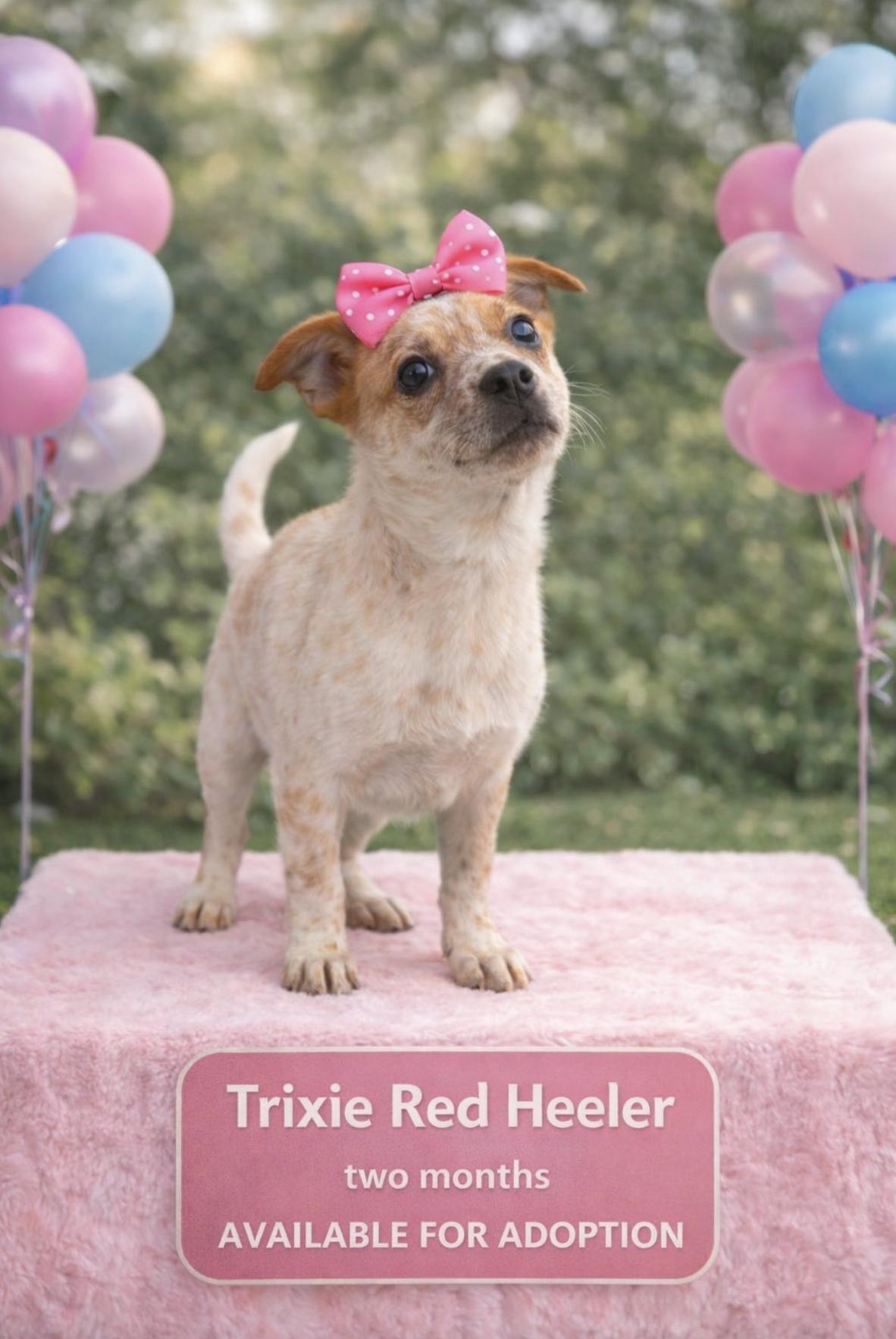 Trixie Red Heeler