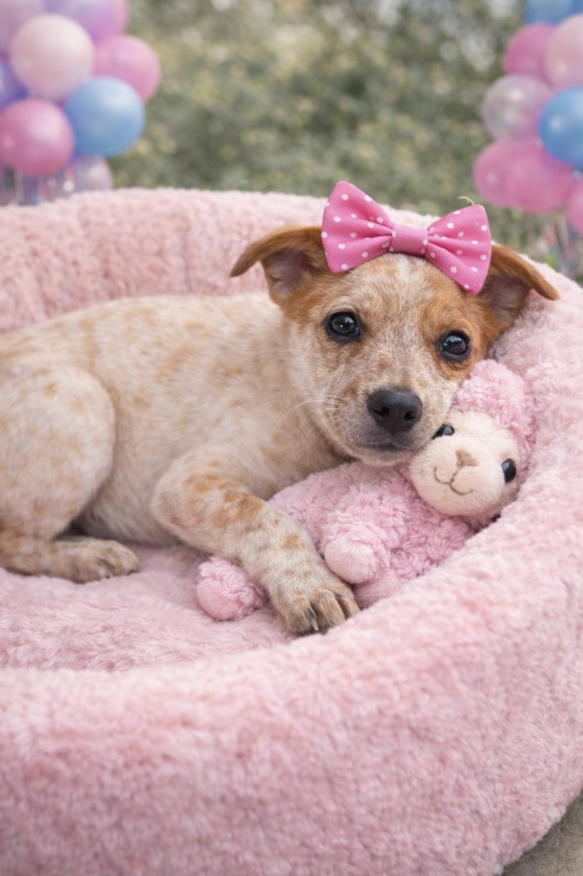 Trixie Red Heeler — thumbnail 2