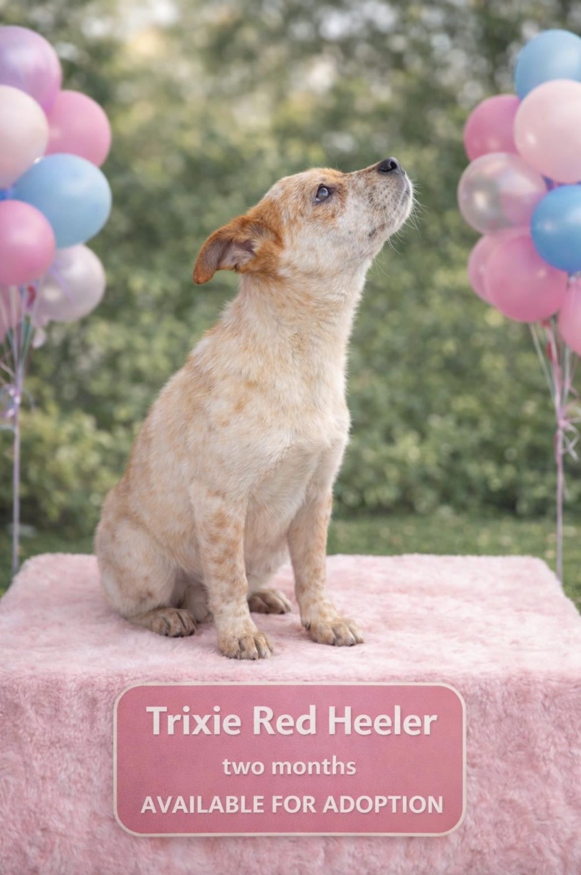 Trixie Red Heeler — thumbnail 3