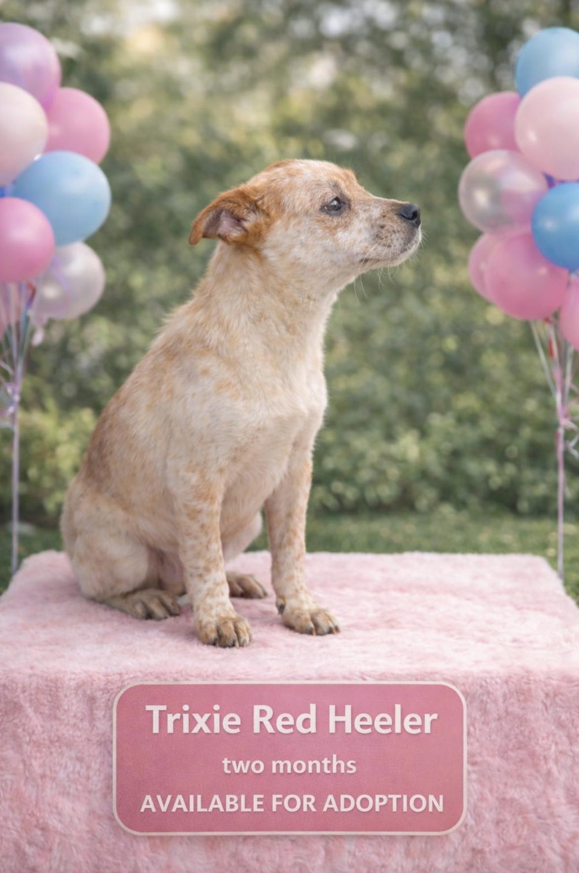 Trixie Red Heeler — thumbnail 5