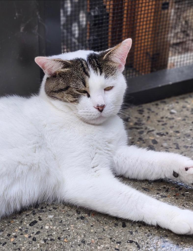 Hibiscus, Adoptable, Young Female Domestic Short Hair.