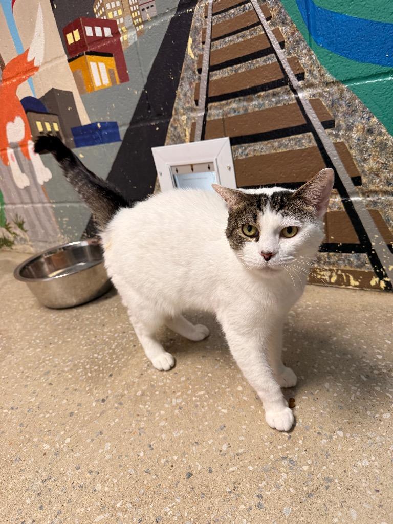 Hibiscus, Adoptable, Young Female Domestic Short Hair.