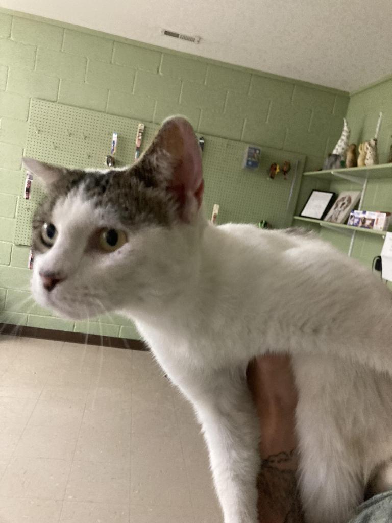 Hibiscus, a Adoptable mixed breed in Burnsville, NC image 2/2