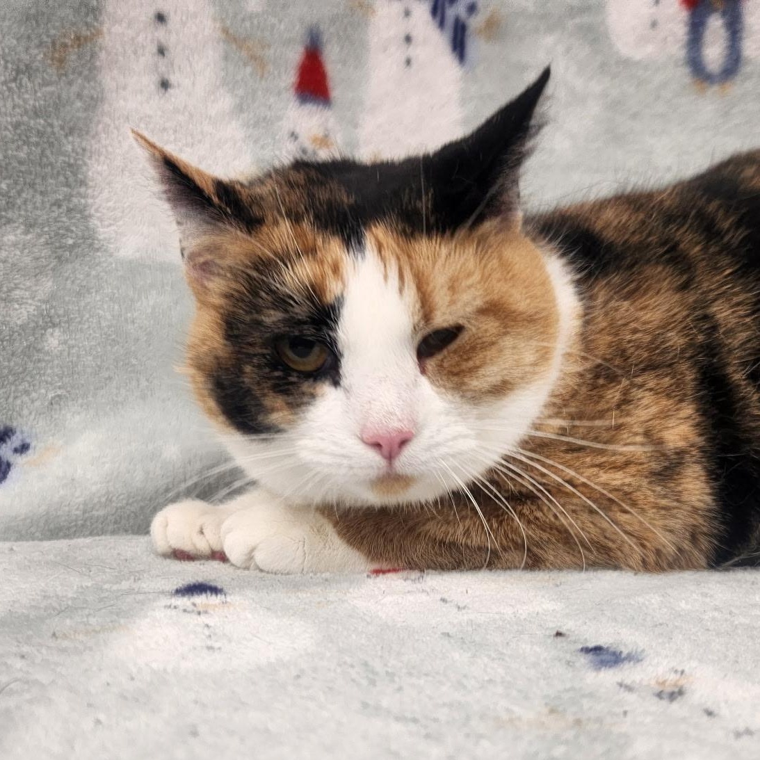 Enlarge Raine, an adopted American Shorthair in Frederick, MD image 4/4