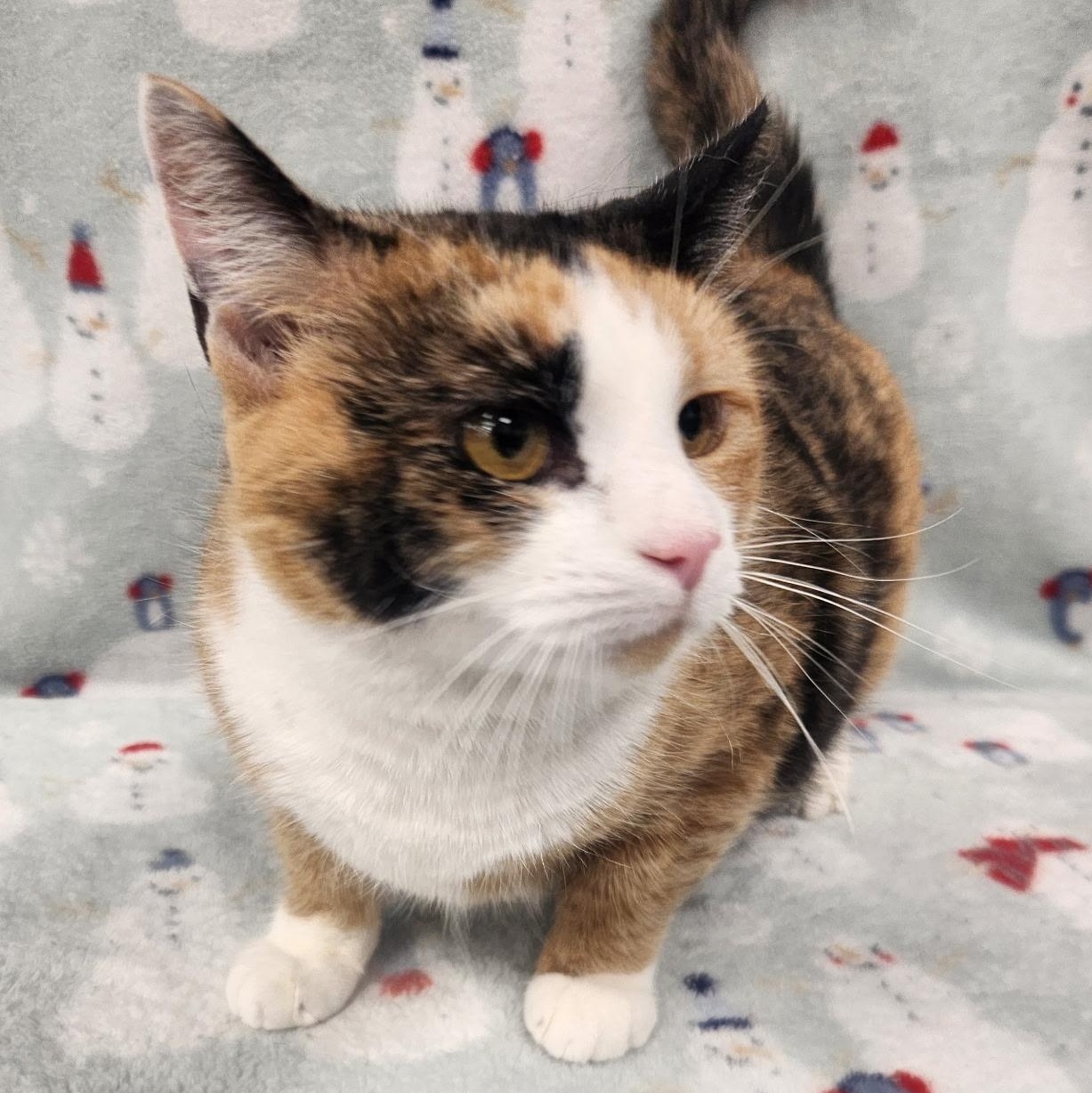 Enlarge Raine, an adopted American Shorthair in Frederick, MD image 1/4