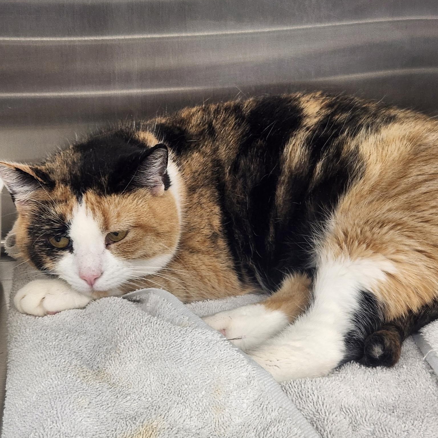 Enlarge Raine, an adopted American Shorthair in Frederick, MD image 2/4