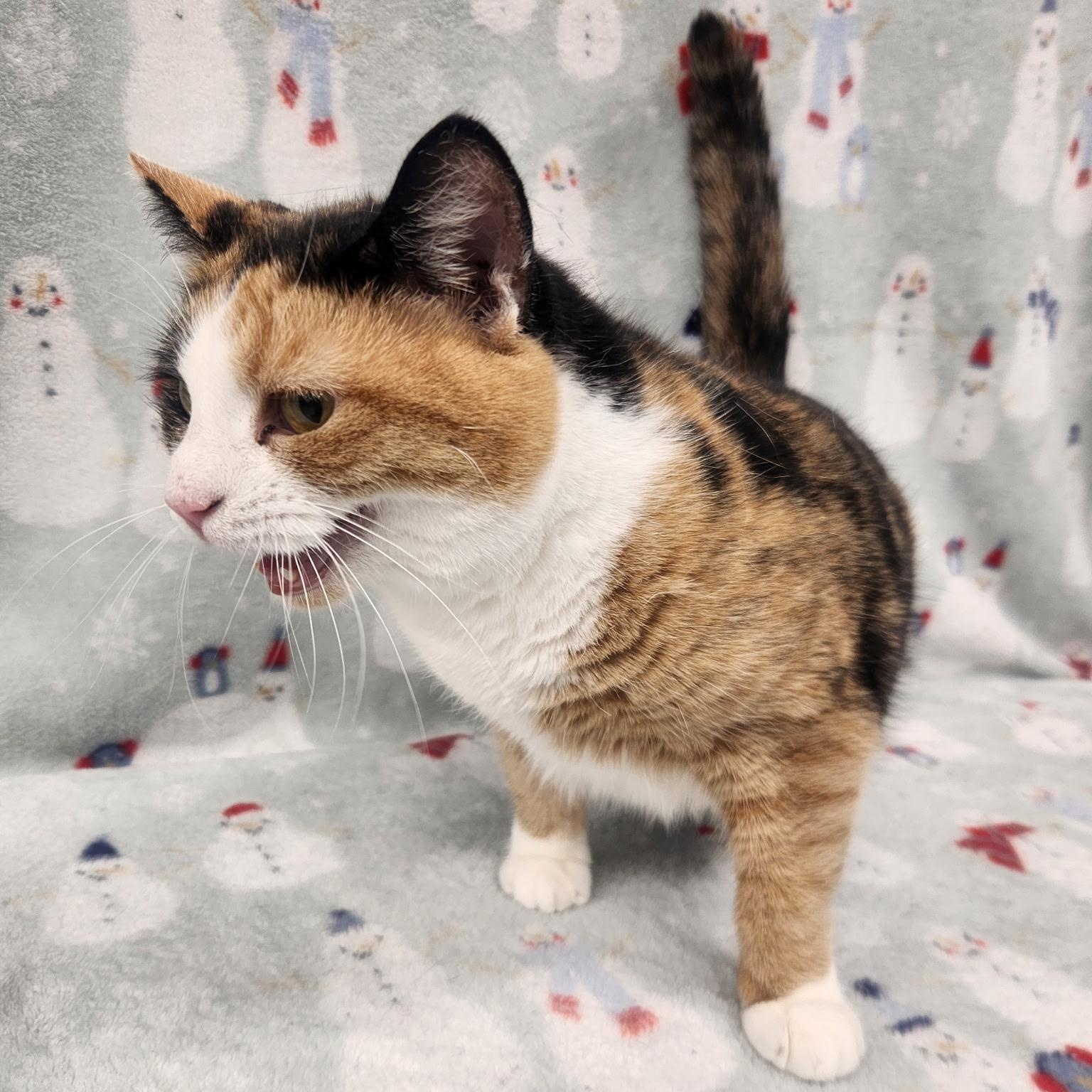 Enlarge Raine, an adopted American Shorthair in Frederick, MD image 3/4