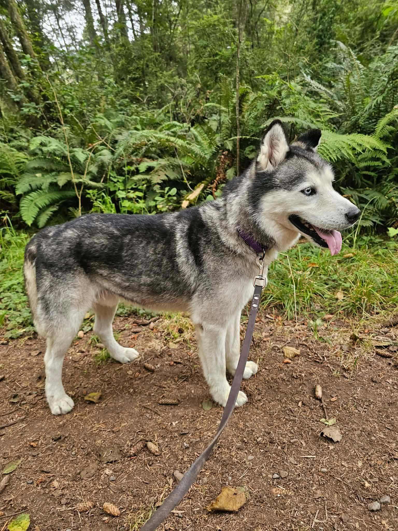Enlarge Kelko, a ADOPTABLE mixed breed in Crescent city, CA image 4/6