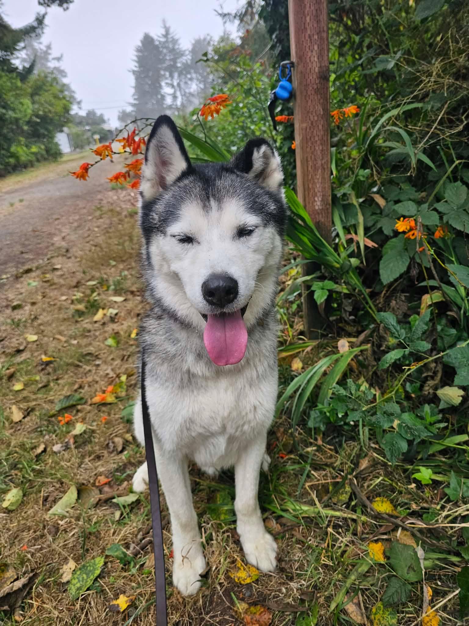 Enlarge Kelko, a ADOPTABLE mixed breed in Crescent city, CA image 2/6
