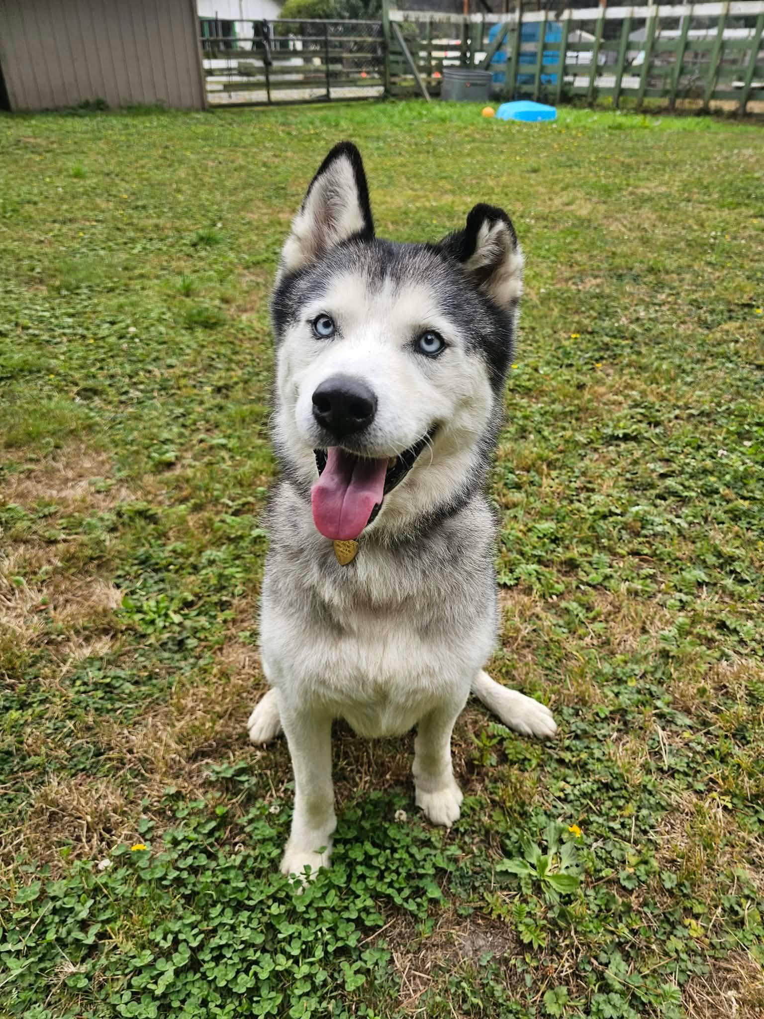 Kelko, ADOPTABLE, Adult Male Husky.