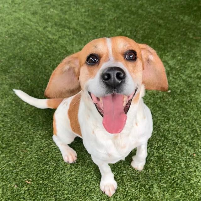 RUBBLE, Adoptable, Adult Male Beagle & Mixed Breed.
