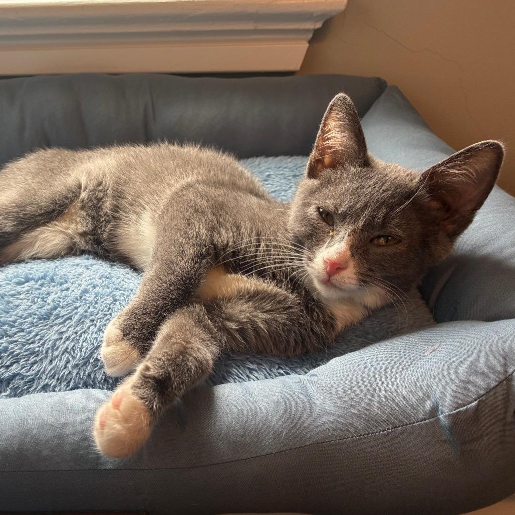 Gretchen, Adoptable, Kitten Female Domestic Short Hair.