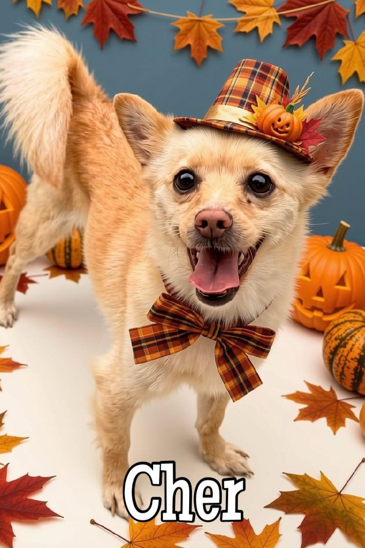 Enlarge Cher, a Adoptable mixed breed in Agua Dulce, CA image 5/6