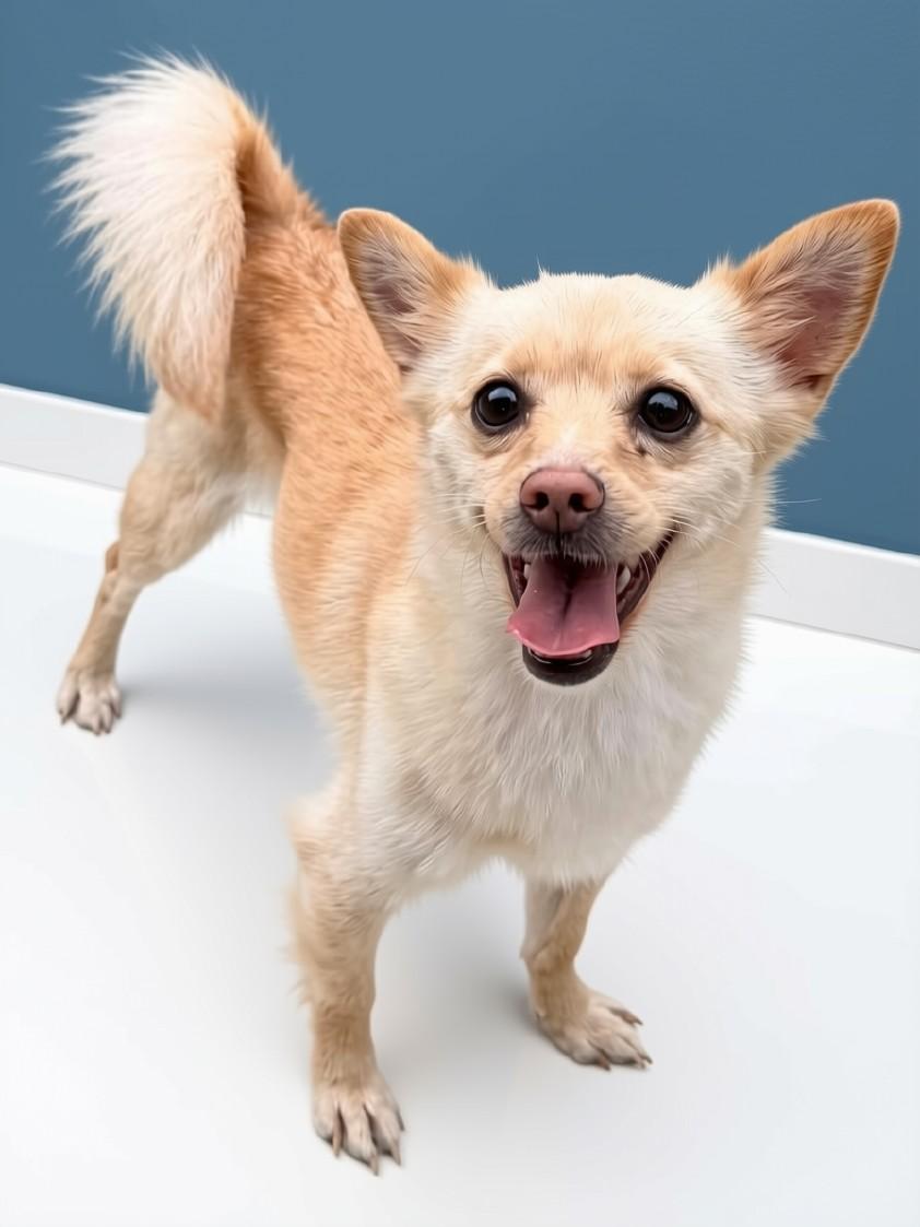 Enlarge Cher, a Adoptable mixed breed in Agua Dulce, CA image 1/6