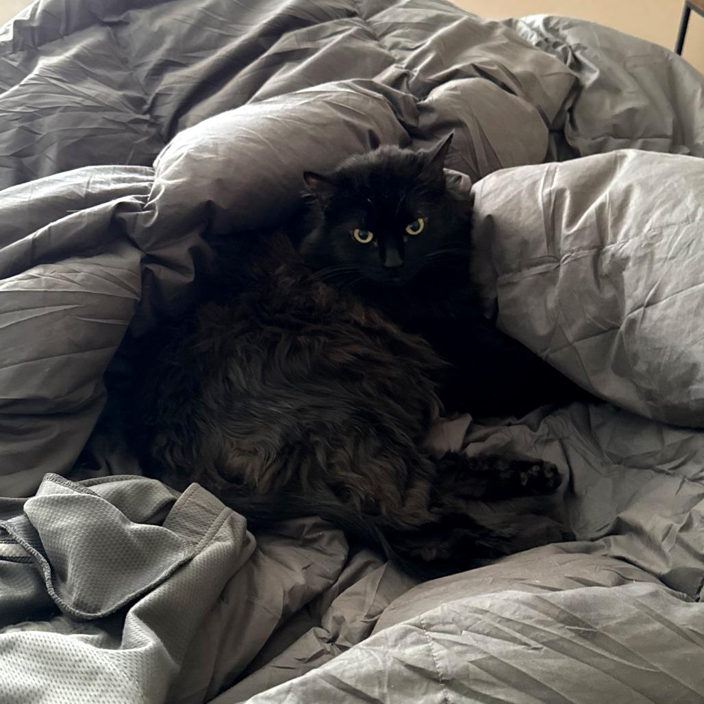 Onyx, Adoptable, Adult Female Domestic Medium Hair.