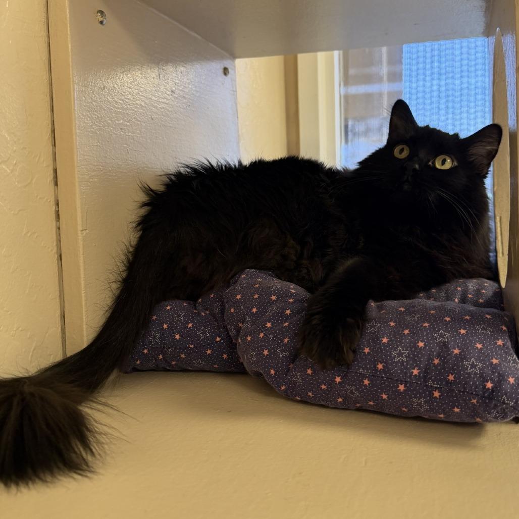 Enlarge Onyx, a Adoptable Domestic Medium Hair in Tempe, AZ image 2/6