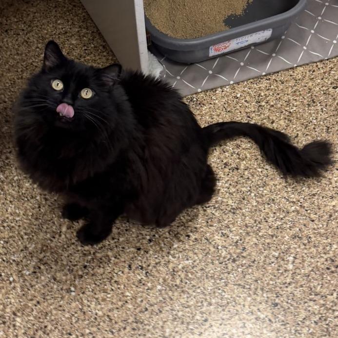 Enlarge Onyx, a Adoptable Domestic Medium Hair in Tempe, AZ image 4/6
