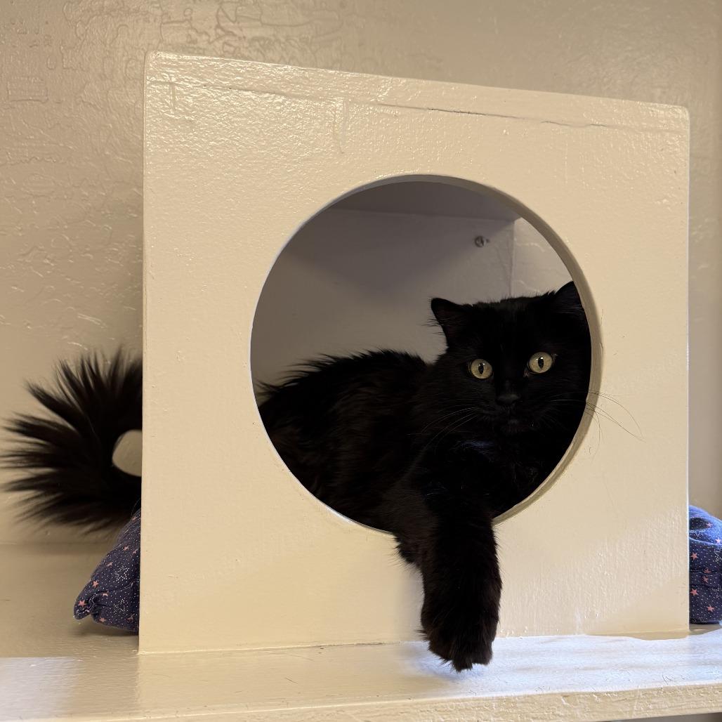 Enlarge Onyx, a Adoptable Domestic Medium Hair in Tempe, AZ image 5/6