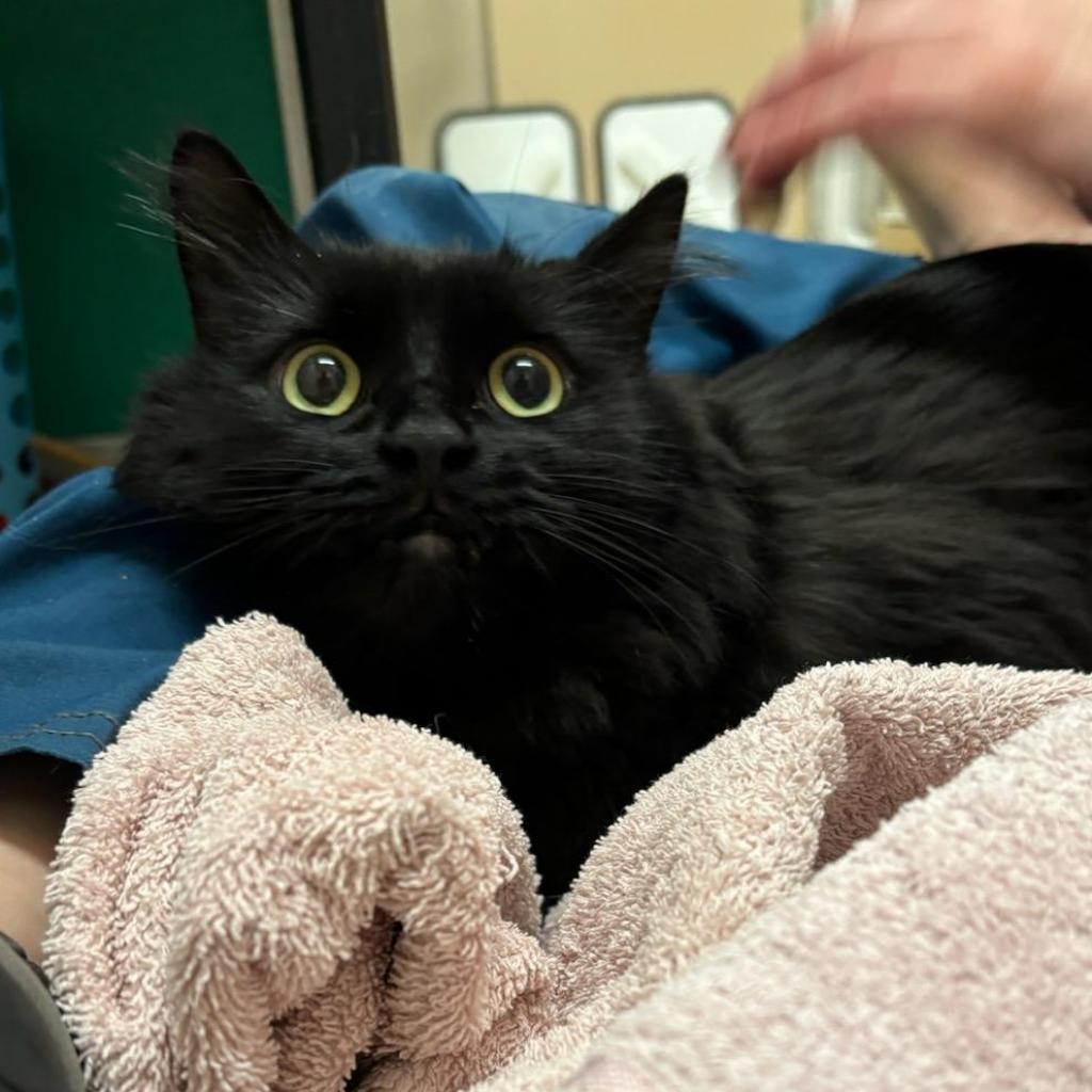 Enlarge Onyx, a Adoptable Domestic Medium Hair in Tempe, AZ image 6/6