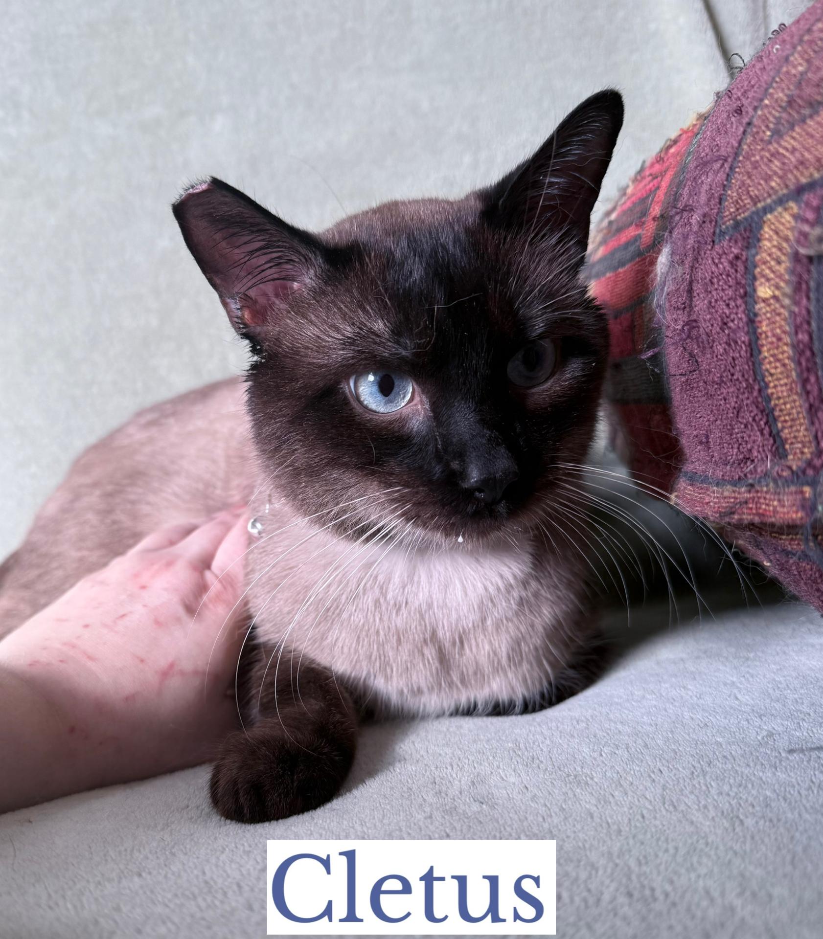 Cletus, adopted, Young Male Siamese.