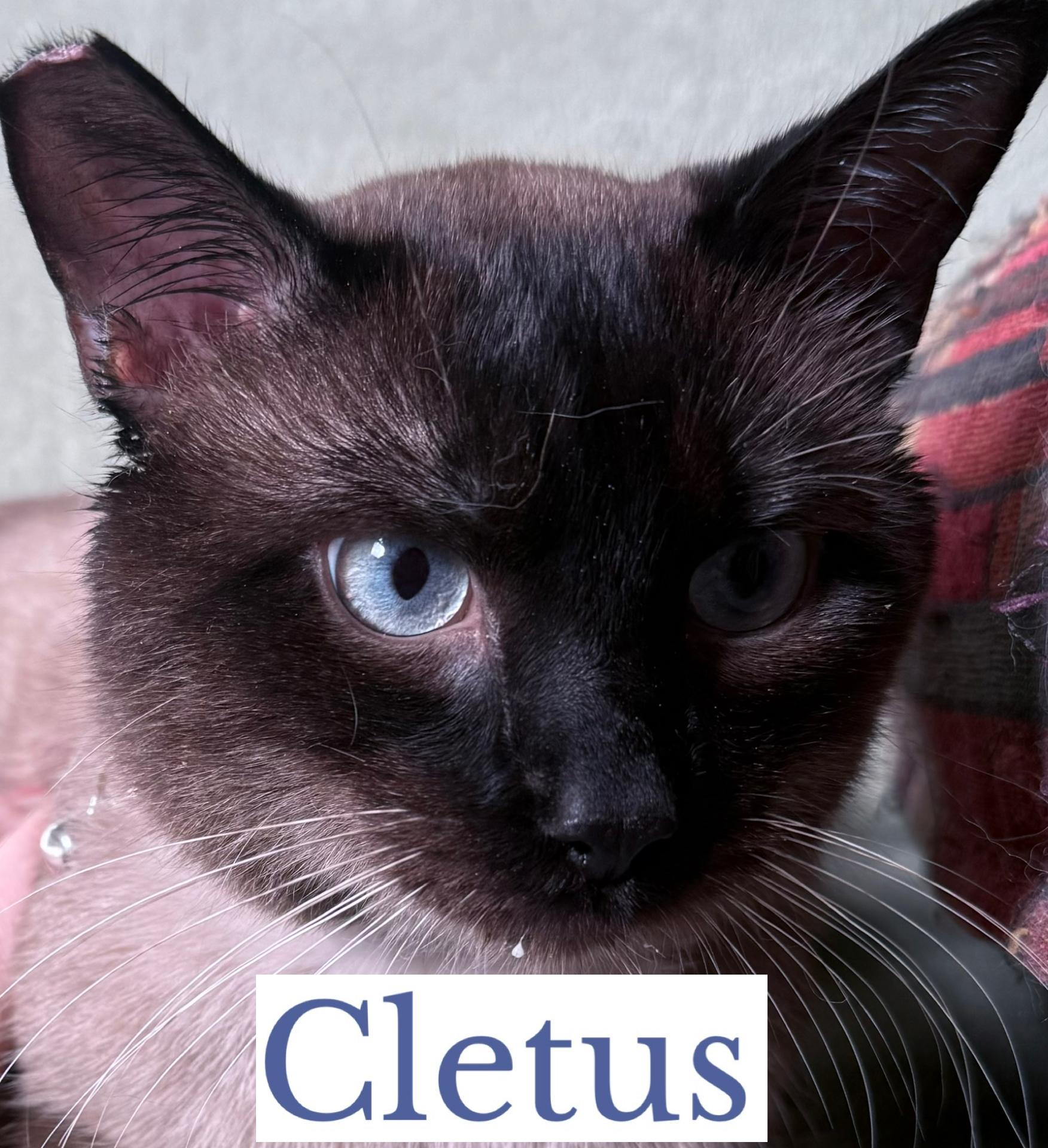 Enlarge Cletus, an adopted Siamese in Berkeley Springs, WV image 3/3