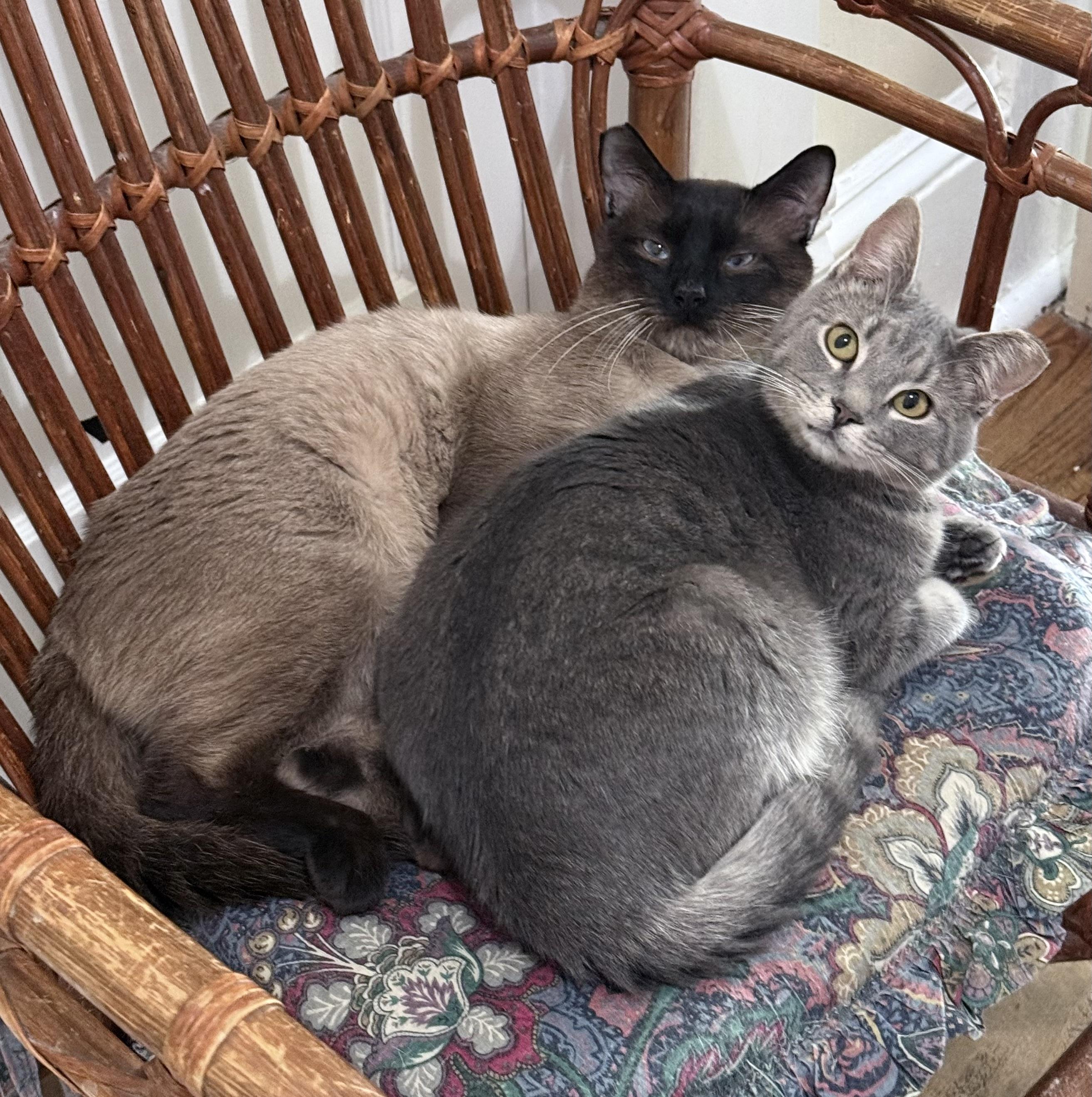 Enlarge Cletus, an adoptable Siamese in Berkeley Springs, WV image 4/4