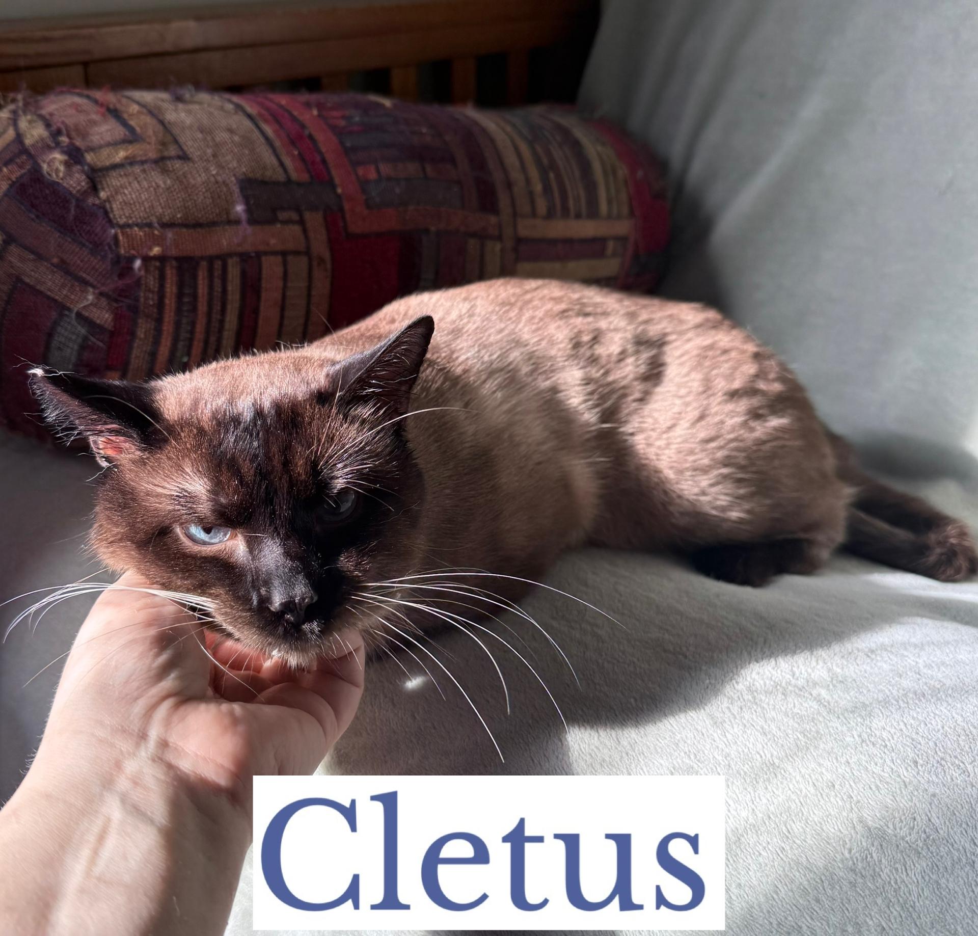Enlarge Cletus, an adopted Siamese in Berkeley Springs, WV image 2/3