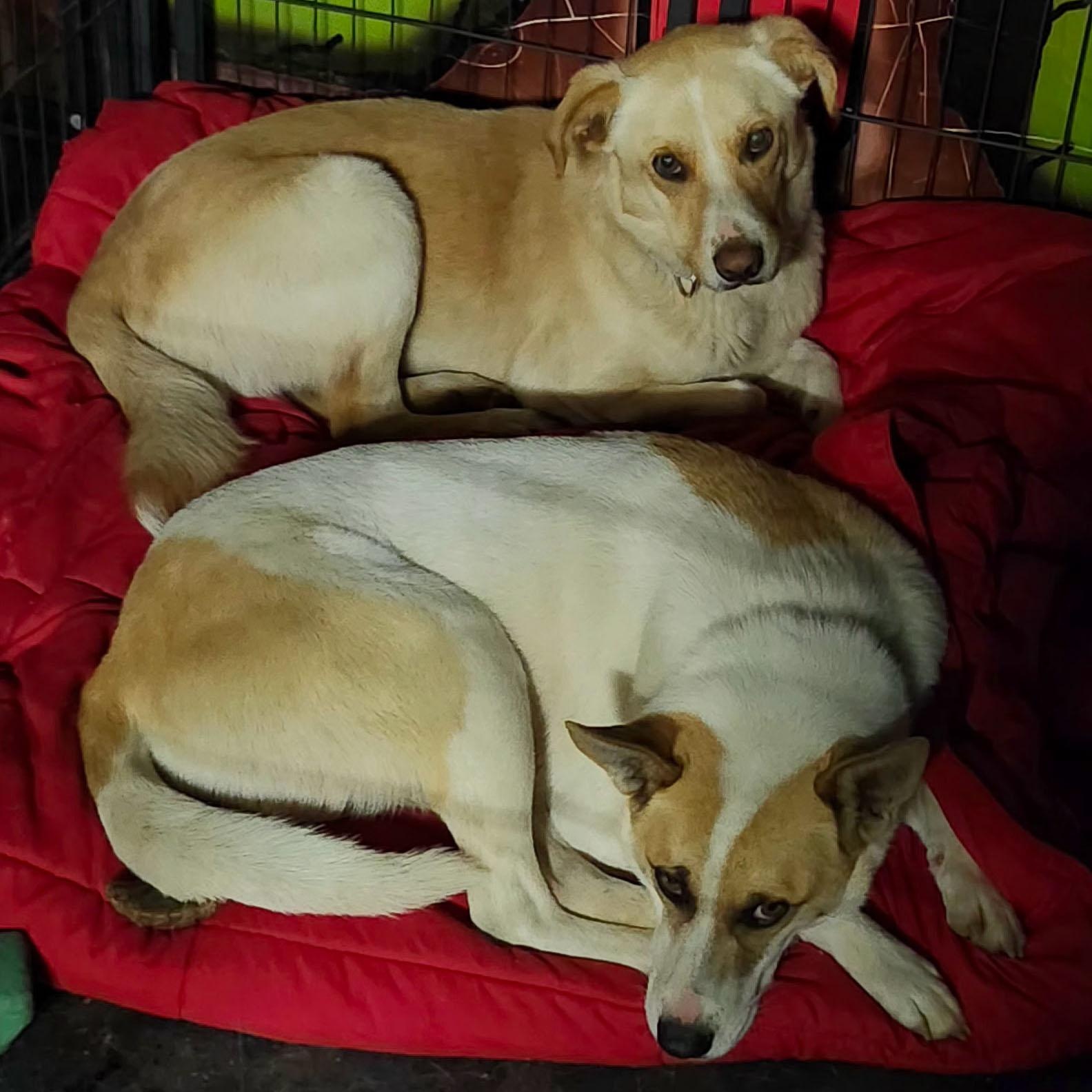 AMINA, a Adoptable mixed breed in Weatherford, TX image 2/5