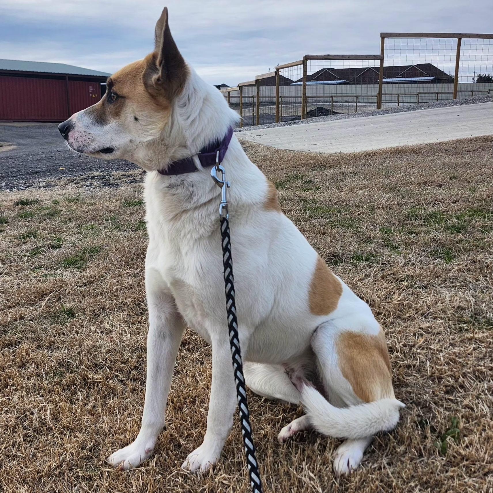 AMINA, a Adoptable mixed breed in Weatherford, TX image 4/5