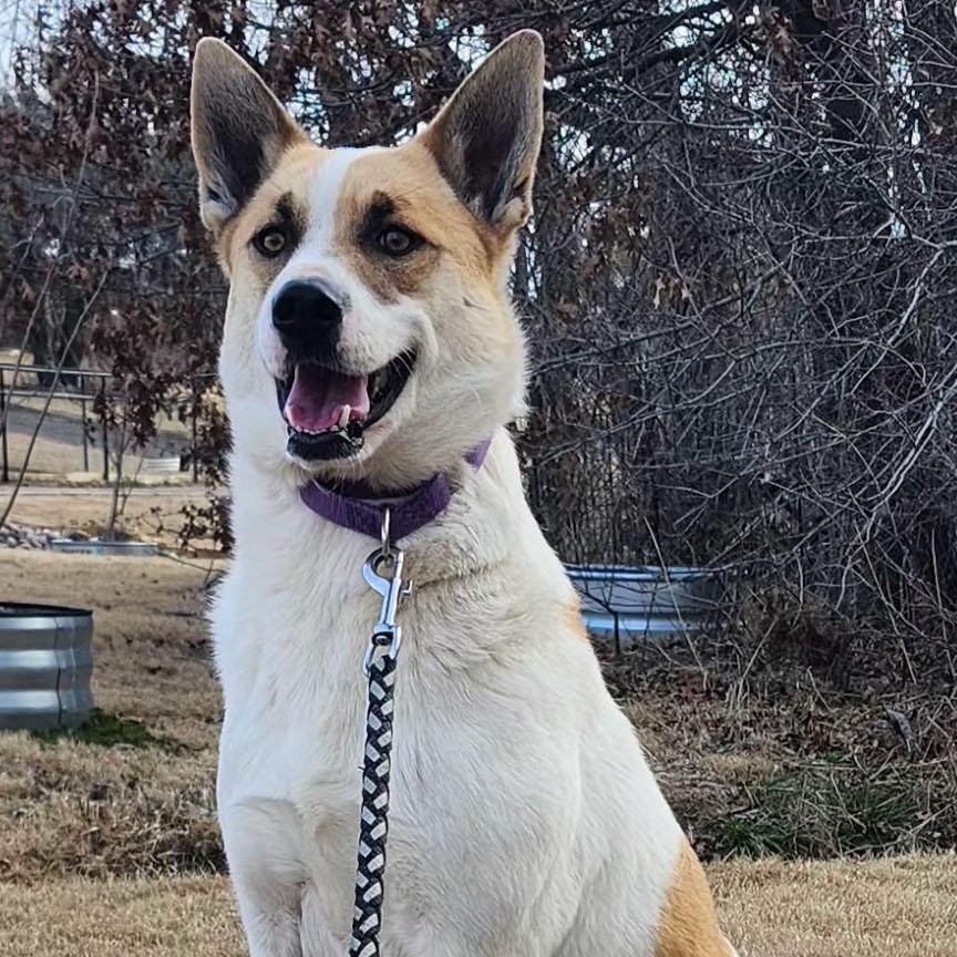 AMINA, Adoptable, Adult Female Australian Cattle Dog / Blue Heeler & Great Pyrenees.
