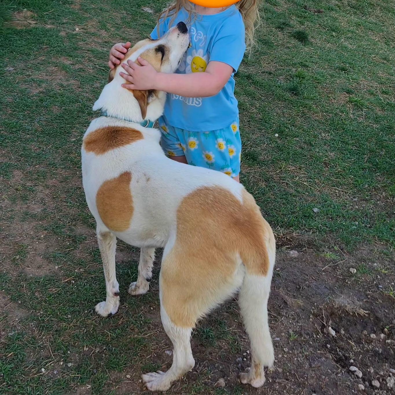 AMINA, a Adoptable mixed breed in Weatherford, TX image 5/5