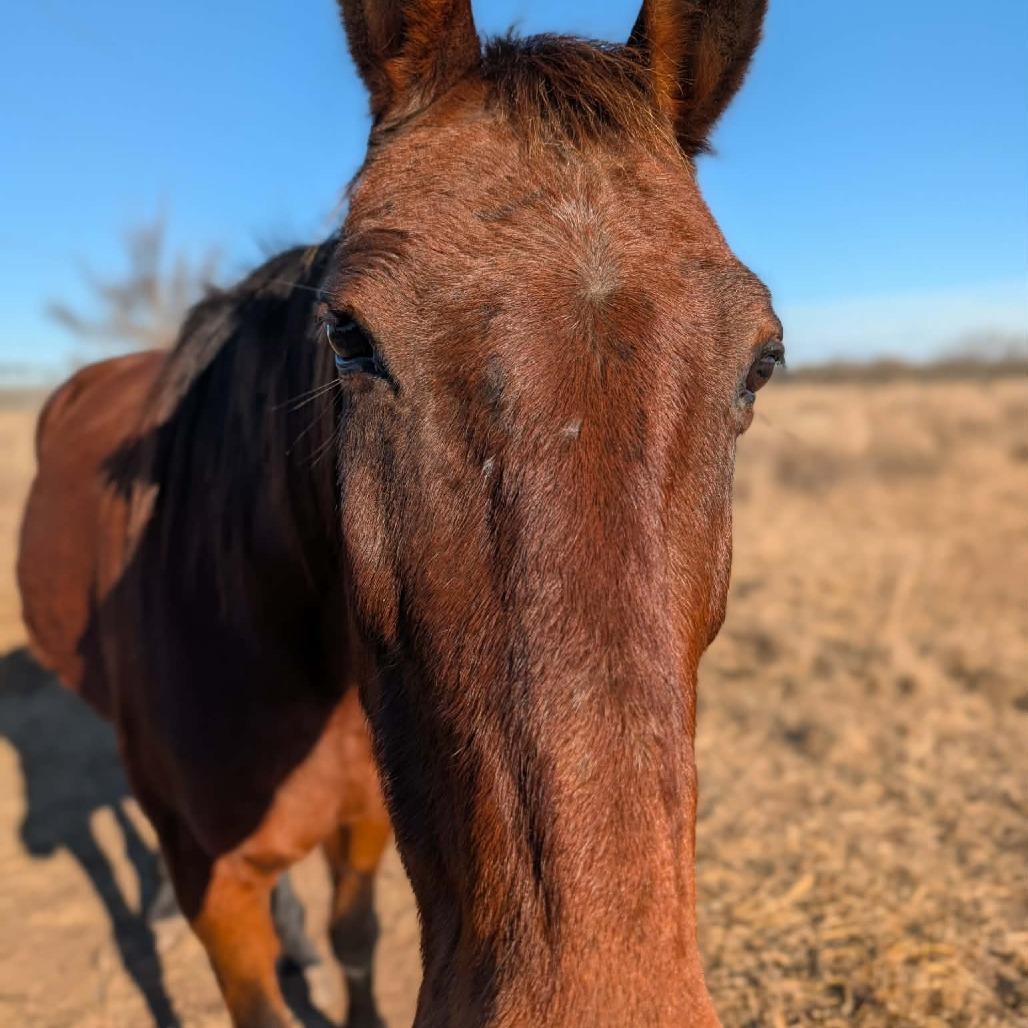 Abby, Adoptable, Senior Female Quarterhorse.