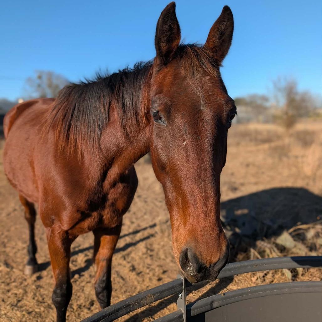 Enlarge Abby, a Adoptable Quarterhorse in Fredericksburg, TX image 3/6