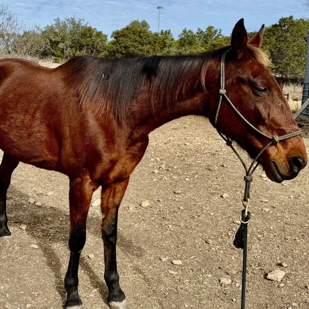 Enlarge Abby, a Adoptable Quarterhorse in Fredericksburg, TX image 4/6