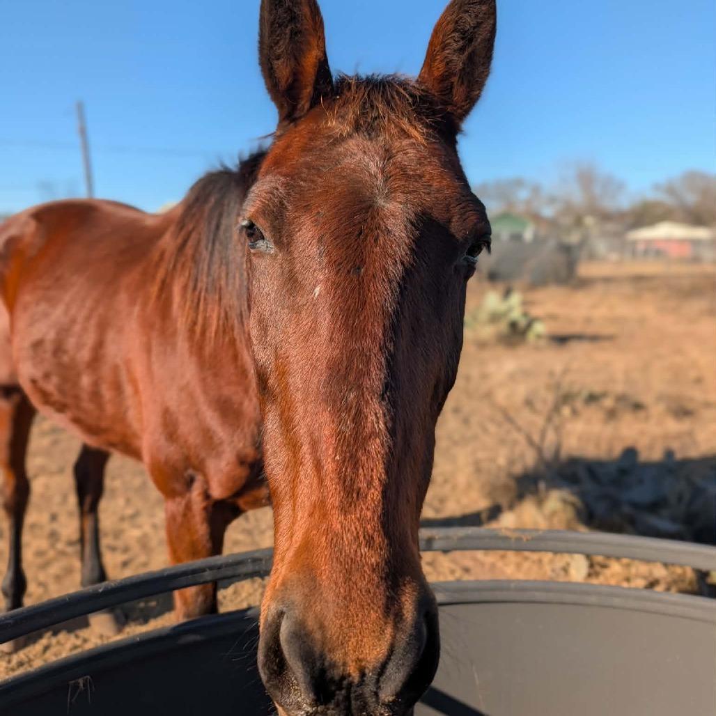 Enlarge Abby, a Adoptable Quarterhorse in Fredericksburg, TX image 5/6